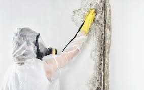 Mold Prevention & Removal